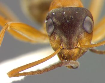 Media type: image; Entomology 34597   Aspect: head frontal view